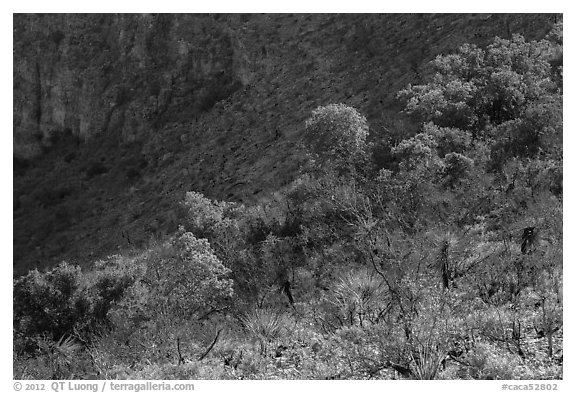 Desert shrubs and trees, Walnut Canyon. Carlsbad Caverns National Park (black and white)