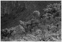 Desert shrubs and trees, Walnut Canyon. Carlsbad Caverns National Park, New Mexico, USA. (black and white)
