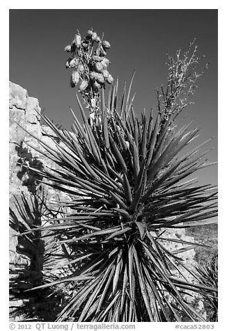 Yucca and cliff. Carlsbad Caverns National Park (black and white)