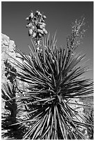 Yucca and cliff. Carlsbad Caverns National Park, New Mexico, USA. (black and white)