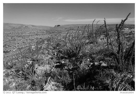 Chihuahan Desert landscape with ocotillos. Carlsbad Caverns National Park (black and white)