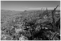Chihuahan Desert landscape with ocotillos. Carlsbad Caverns National Park, New Mexico, USA. (black and white)
