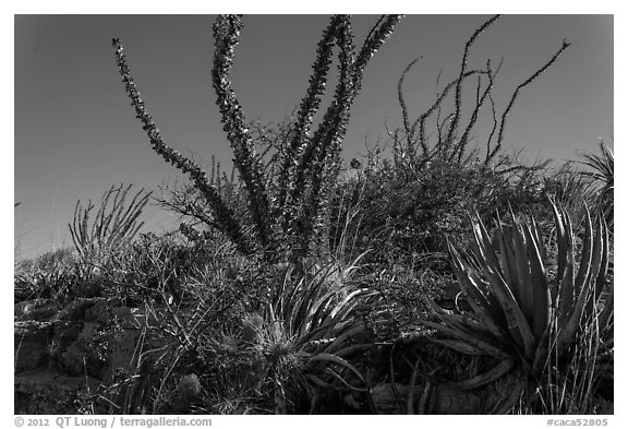 Flowering cactus and  ocotillos. Carlsbad Caverns National Park (black and white)