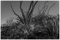 Flowering cactus and  ocotillos. Carlsbad Caverns National Park, New Mexico, USA. (black and white)