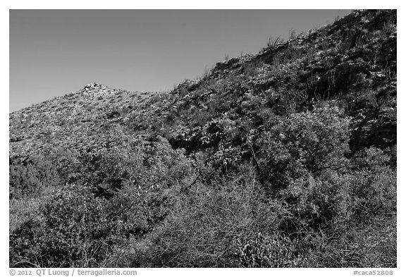 Green trees and shurbs below desert slopes. Carlsbad Caverns National Park (black and white)