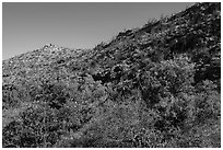 Green trees and shurbs below desert slopes. Carlsbad Caverns National Park, New Mexico, USA. (black and white)