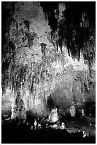 Fine Stalactites growing from ceiling of Papoose Room. Carlsbad Caverns National Park, New Mexico, USA. (black and white)