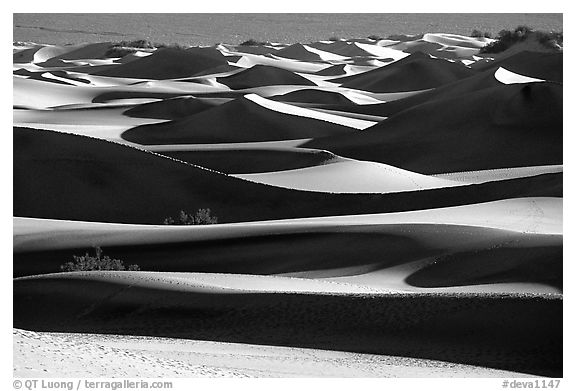 Mesquite Sand dunes, early morning. Death Valley National Park, California, USA.