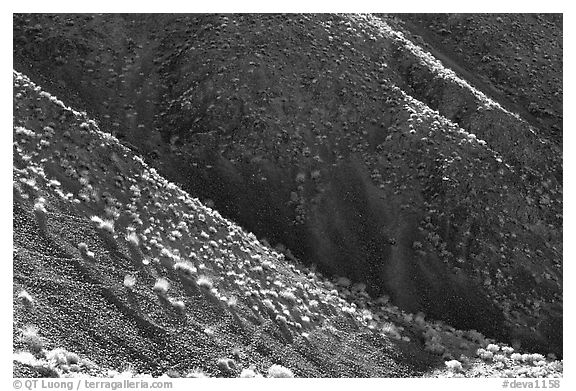 Hillsides and sagebrush. Death Valley National Park (black and white)