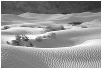 Mesquite Sand Dunes, morning. Death Valley National Park, California, USA. (black and white)