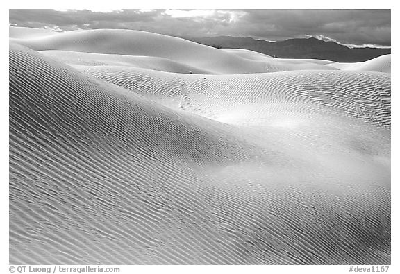 Mesquite Sand Dunes, morning. Death Valley National Park (black and white)