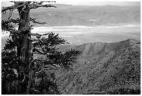 Bristlecone Pine tree near Telescope Peak. Death Valley National Park ( black and white)