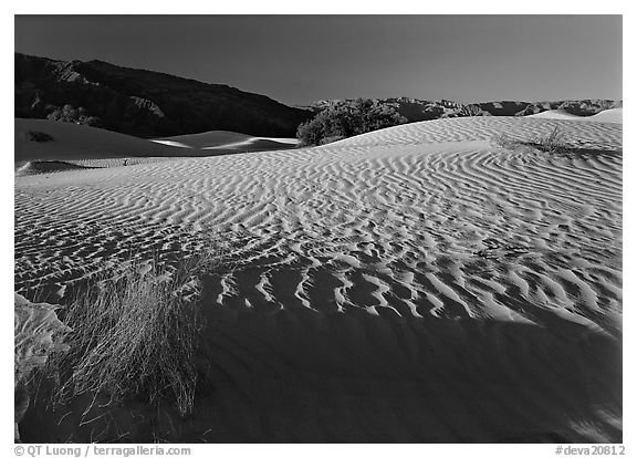 Ripples on Mesquite Dunes, early morning. Death Valley National Park (black and white)