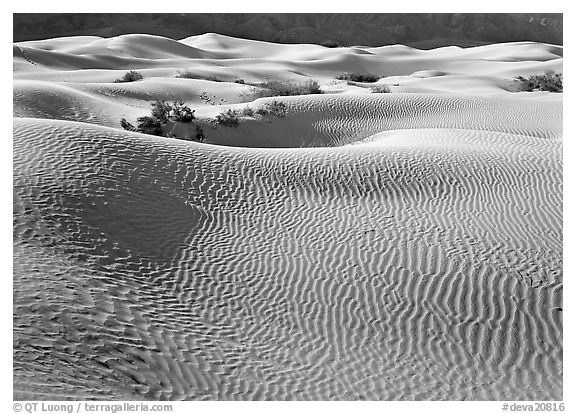 Sand dunes and bushes. Death Valley National Park (black and white)