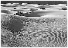 Sand dunes and bushes. Death Valley National Park ( black and white)
