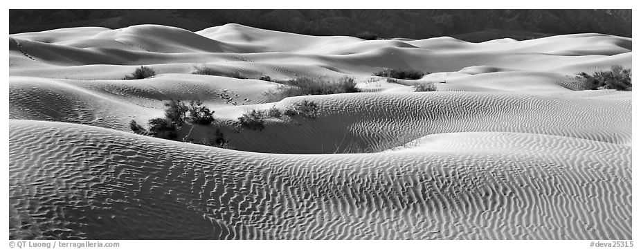 Expense of sand dunes with mesquite bushes. Death Valley National Park (black and white)