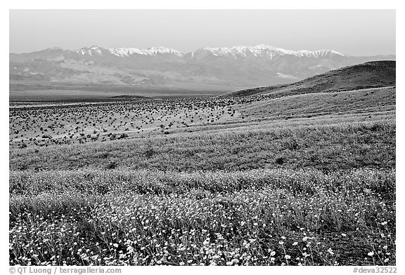 Desert Gold and Panamint Range, Ashford Mill area, dawn. Death Valley National Park (black and white)