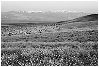 Desert Gold and Panamint Range, Ashford Mill area, dawn. Death Valley National Park, California, USA. (black and white)