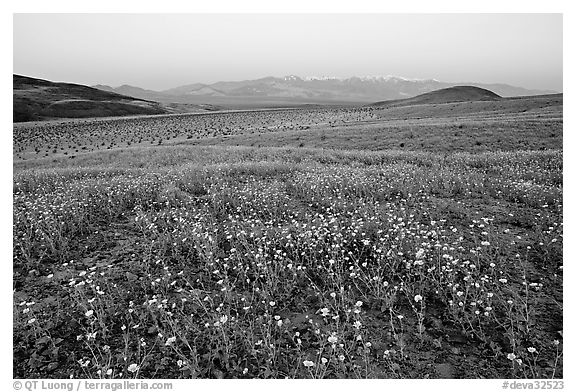 Desert Gold flowers and Panamint Range, Ashford Mill area, sunrise. Death Valley National Park (black and white)