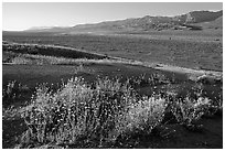 Desert Gold and Owlshead Mountains, Ashford Mill area, early morning. Death Valley National Park, California, USA. (black and white)