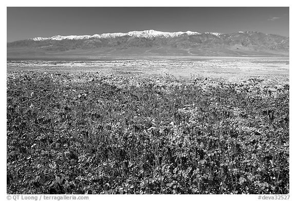 Purple Phacelia and Panamint Range, morning. Death Valley National Park, California, USA.
