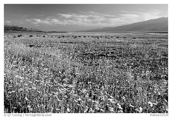 Valley and rare desert blooms, late afternoon. Death Valley National Park (black and white)