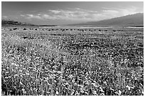 Valley and rare desert blooms, late afternoon. Death Valley National Park, California, USA. (black and white)