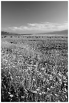 Valley and rare carpet of Desert Gold wildflowers, late afternoon. Death Valley National Park, California, USA. (black and white)