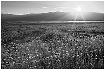 Desert wildflowers and sun, late afternoon. Death Valley National Park, California, USA. (black and white)
