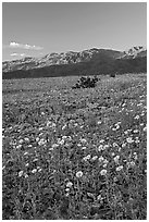 Desert blooms and distant mountains, sunset. Death Valley National Park, California, USA. (black and white)