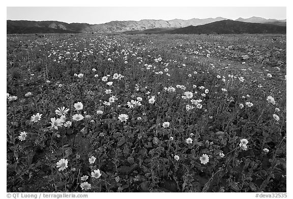 Desert Gold flowers and mountains, sunset. Death Valley National Park (black and white)