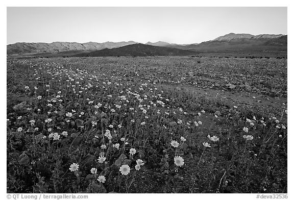 Rare desert wildflower bloom and mountains, sunset. Death Valley National Park, California, USA.
