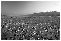 Valley and Desert Gold wildflowers, sunset. Death Valley National Park, California, USA. (black and white)