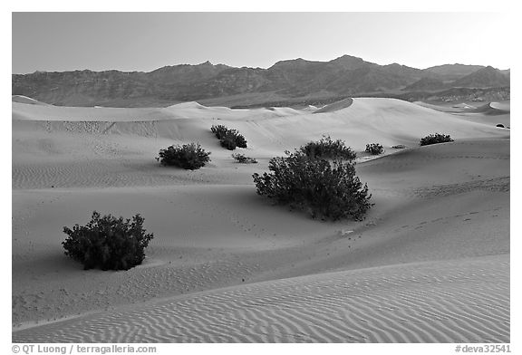 Mesquite bushes and sand dunes, dawn. Death Valley National Park (black and white)