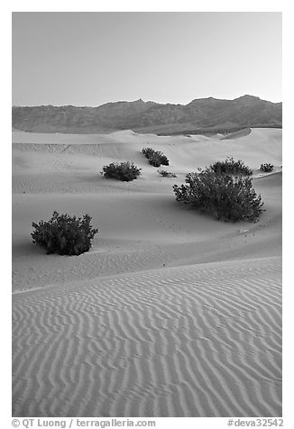 Ripples, mesquite on sand dunes, dawn. Death Valley National Park (black and white)