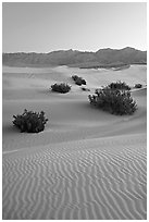 Ripples, mesquite on sand dunes, dawn. Death Valley National Park ( black and white)