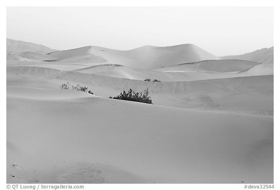Mesquite sand dunes at dawn. Death Valley National Park (black and white)