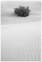 Mesquite bush and sand ripples, dawn. Death Valley National Park ( black and white)