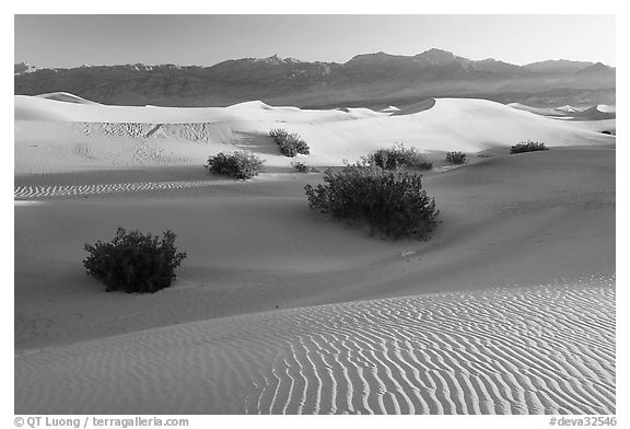 Sand dunes and mesquite bushes, sunrise. Death Valley National Park (black and white)