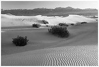 Sand dunes and mesquite bushes, sunrise. Death Valley National Park, California, USA. (black and white)