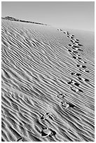 Footprints in the sand. Death Valley National Park ( black and white)