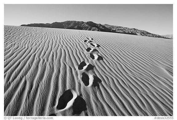 Footprints in the sand leading towards mountain. Death Valley National Park (black and white)