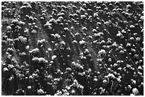 Sage bushes on steep slope. Death Valley National Park, California, USA. (black and white)