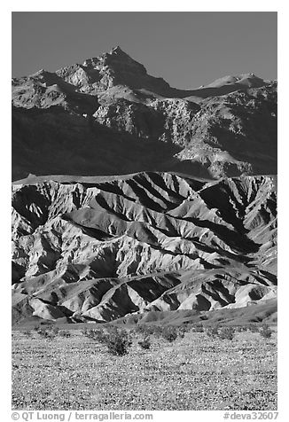 Yellow wildflowers in bloom belows the Armagosa Mountains, late afternoon. Death Valley National Park (black and white)