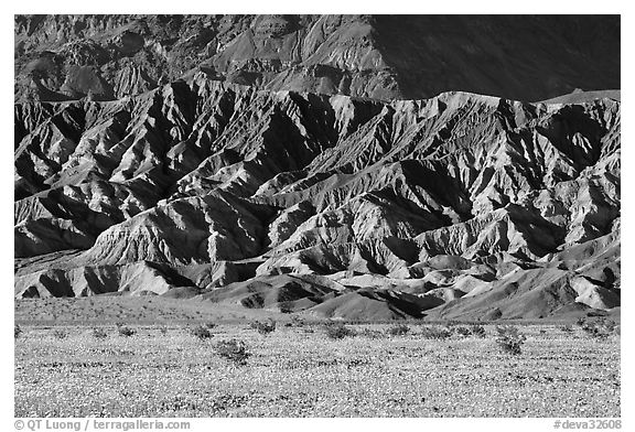 Yellow wildflowers and buttes, late afternoon. Death Valley National Park (black and white)