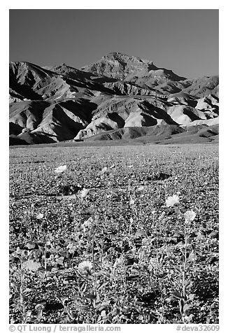 Desert Gold in bloom on flats bellow the Armagosa Mountains, late afternoon. Death Valley National Park (black and white)