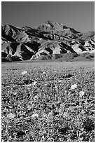 Desert Gold in bloom on flats bellow the Armagosa Mountains, late afternoon. Death Valley National Park, California, USA. (black and white)