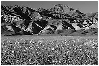 Desert Gold blooming on flats bellow the Armagosa Mountains, late afternoon. Death Valley National Park, California, USA. (black and white)