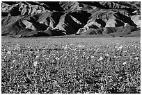 Desert Gold in bloom and badlands, late afternoon. Death Valley National Park ( black and white)