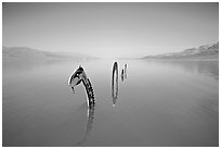 Loch Ness Monster art installation in rarissime seasonal lake. Death Valley National Park ( black and white)